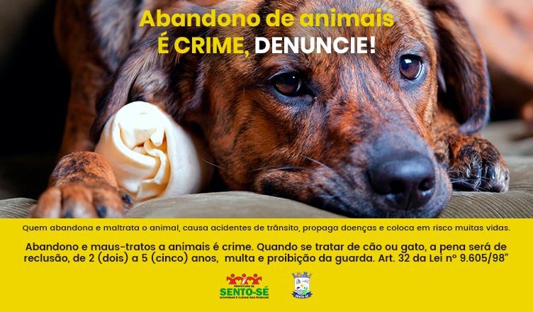 Administração de Ituporanga vai lançar campanha contra maus-tratos a  animais - Prefeitura Municipal de Ituporanga